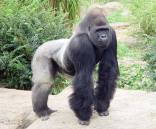 No. Not gorilla. garilla.